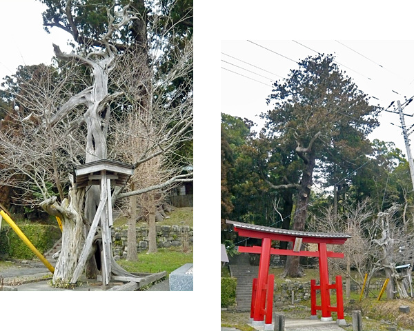 （8）日枝神社の御神木と大杉